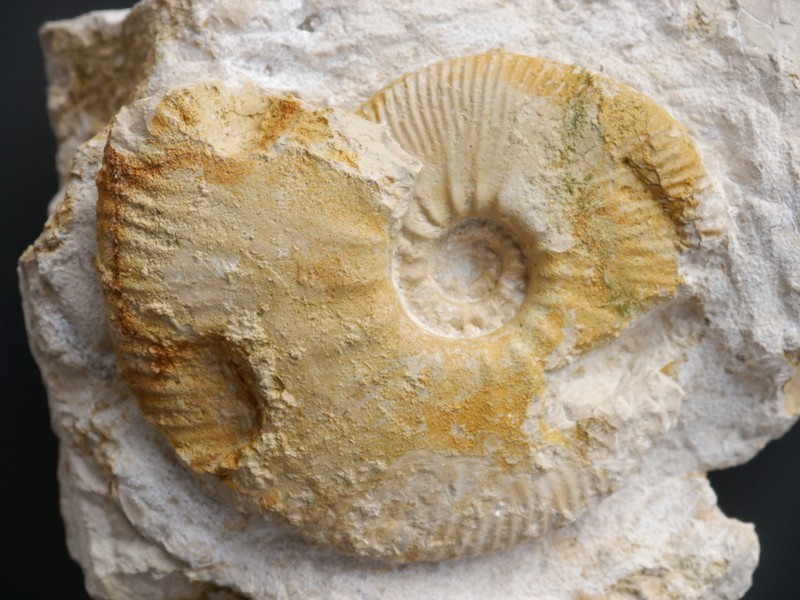 Aulacostephanus sp-2-Kimmeridgium