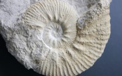 Aulacostephanus (Pararasenia) quenstedti