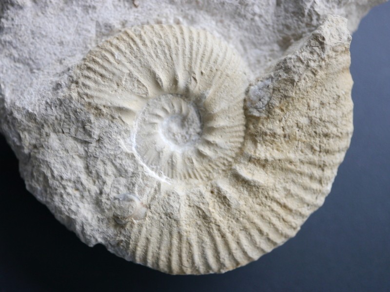 Aulacostephanus sp.-Kimmeridgium