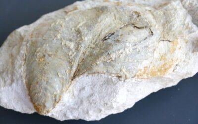 Auster Ostrea sp.