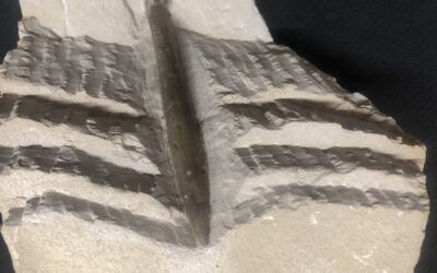 Belemnit Hibolites semisucatus