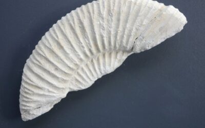 Crussoliceras atavum