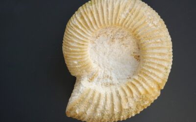 Crussoliceras atavum