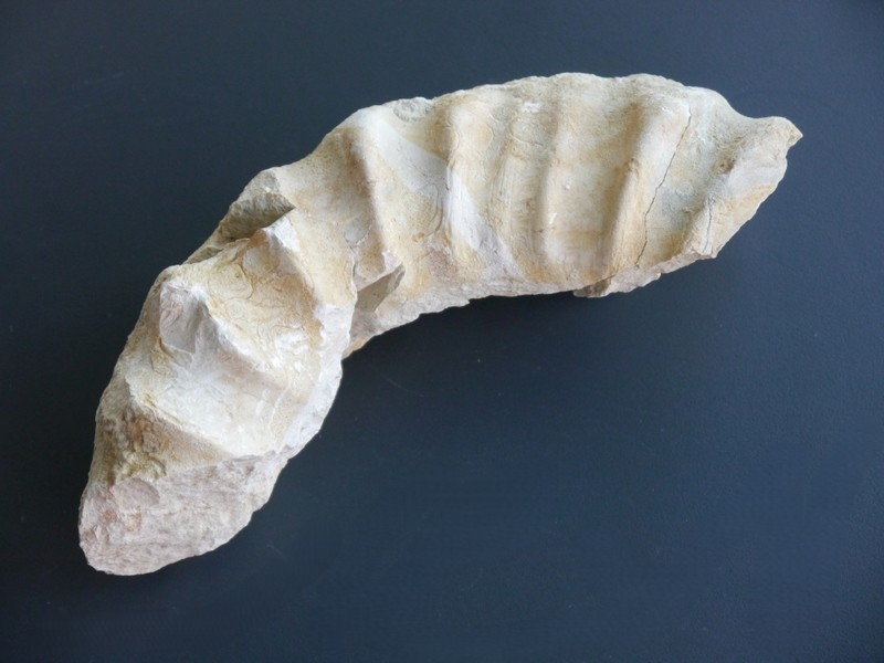 Crussoliceras divisum-30cm-Exemplar in Arbeit-Kimmeridgium
