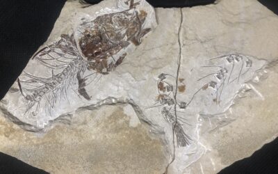 Knochenfisch Allothrissops?