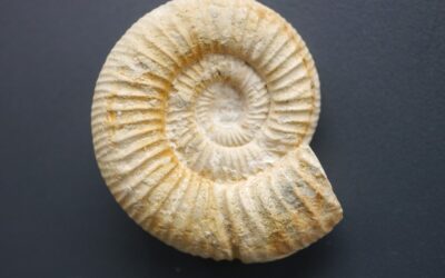 Garnierisphinctes cf. stenocyclus