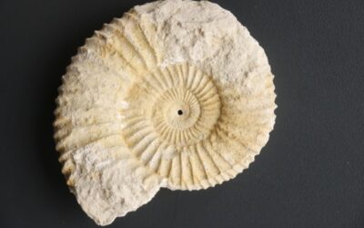 Garnierisphinctes garnieri
