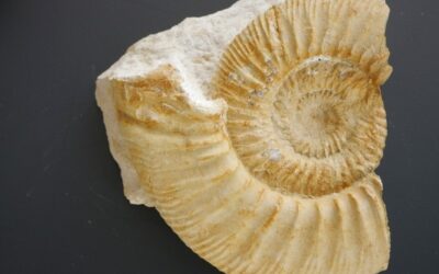 Garnierisphinctes sp.