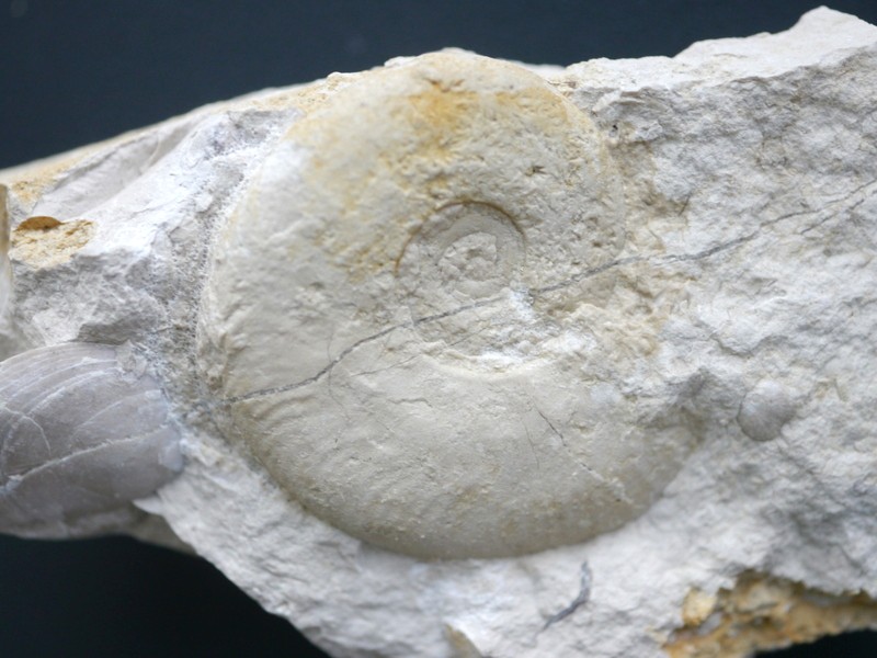 Glochiceras (Lingulaticeras) nudatum-Kimmeridgium