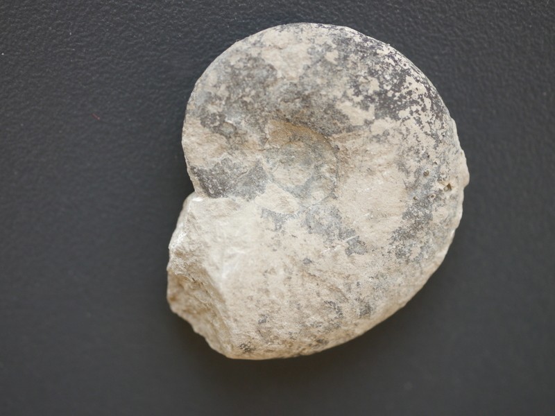 Glochiceras (Lingulaticeras) solenoides-Kimmeridgium