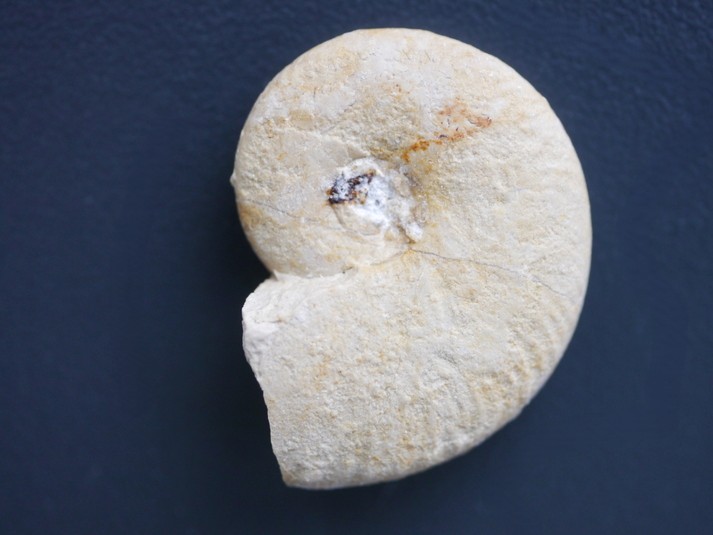 Glochiceras sp.-Kimmeridgium