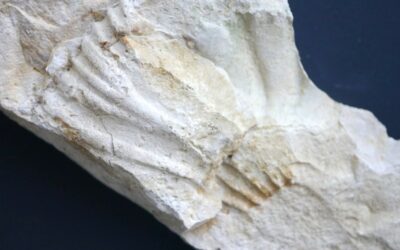 Hoelderia schreineri, Fragment