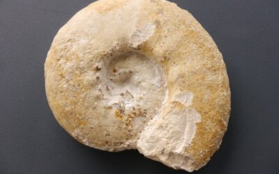 Hybonoticeras sp.