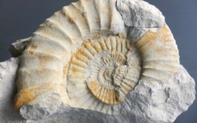 Subnebrodites planula