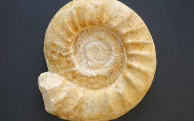 Lithacoceras (Lithacoceras) eigeltingense