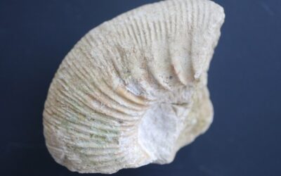 Lithacoceras sp.