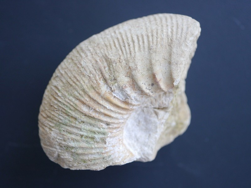 Lithacoceras sp.-Tithonium