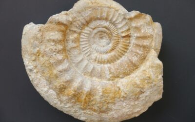 Lithacosphinctes evolutus