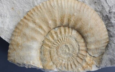 Subnebrodites sp.