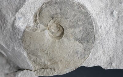 Ochetoceras (Ochetoceras) canaliferum