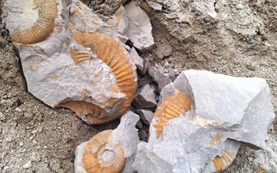 140 neue Weißjura-Ammoniten auf jura-fossilien.de