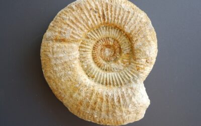 Orthosphinctes (Orthosphinctes) freybergi