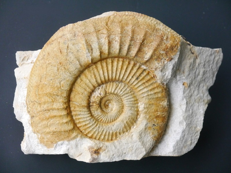 Orthosphinctes (Orthosphinctes) suevicus-Kimmeridgium