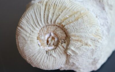 Orthosphinctes (Praeataxioceras) laufenensis