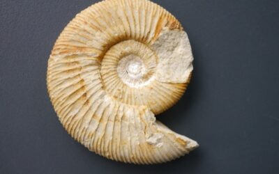 Orthosphinctes (Pseudorthosphinctes) cf. alternans