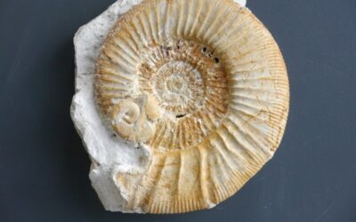 Orthosphinctes (Orthosphinctes) polygyratus
