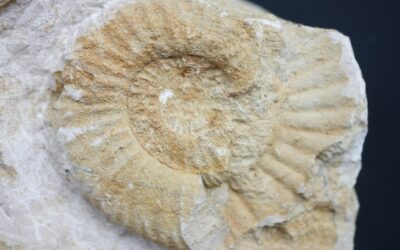 Orthosphinctes (Orthosphinctes) cf. wemodingensis