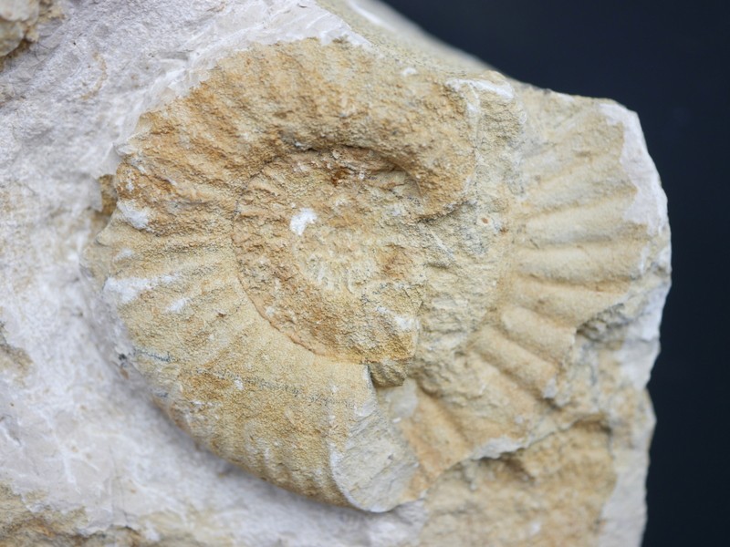 Orthosphinctes cf. wemodingensis-Kimmeridgium
