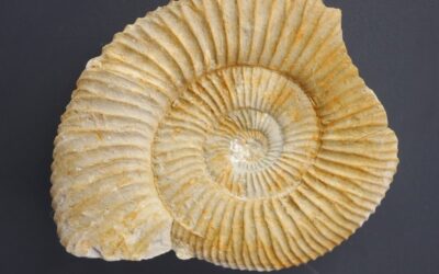 Subnebrodites planula