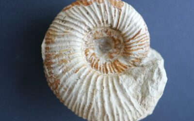 Orthosphinctes (Orthosphinctes) polygyratus, juvenil
