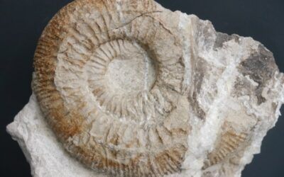 Orthosphinctes sp.