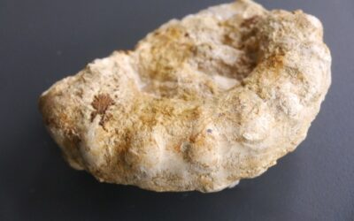 Epaspidoceras mamillanum