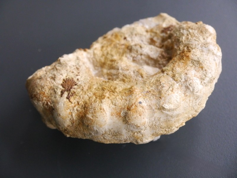 Paraspidoceras mamillanum-Kimmeridgium