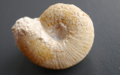 Physodoceras hermanni