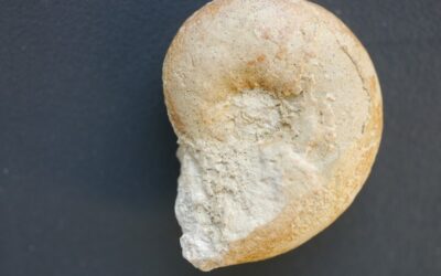 Physodoceras sp.