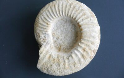 Progeronia (Hugueninsphinctes) breviceps