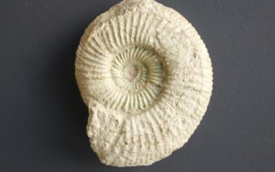 Progeronia (Hugueninsphinctes) sp.