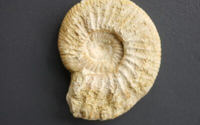 Progeronia sp.