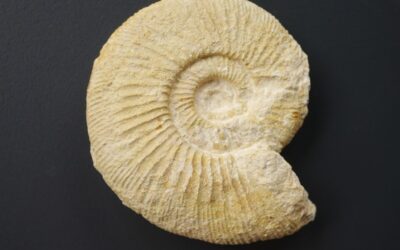 Progeronia sp.