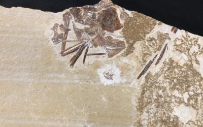 Quastenflosser Coccoderma suevicum
