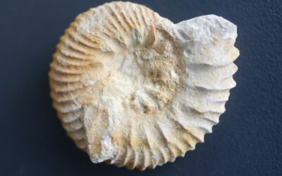Rasenia (Eurasenia) trimera