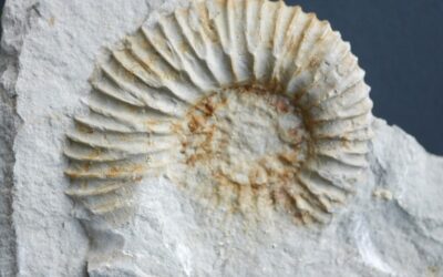 Rasenia (Prorasenia) witteana