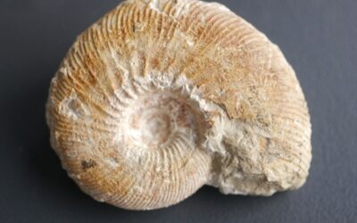 Rasenia (Rasenoides) lepidula
