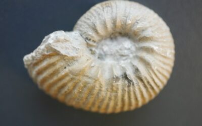 Rasenia (Semirasenia) thermarum