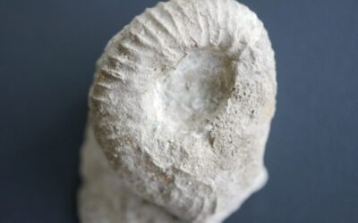 Rasenia sp.