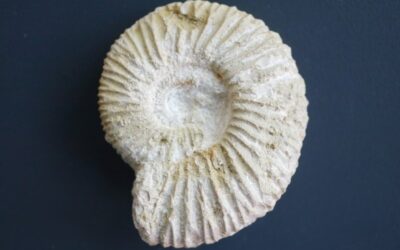 Rasenia sp.
